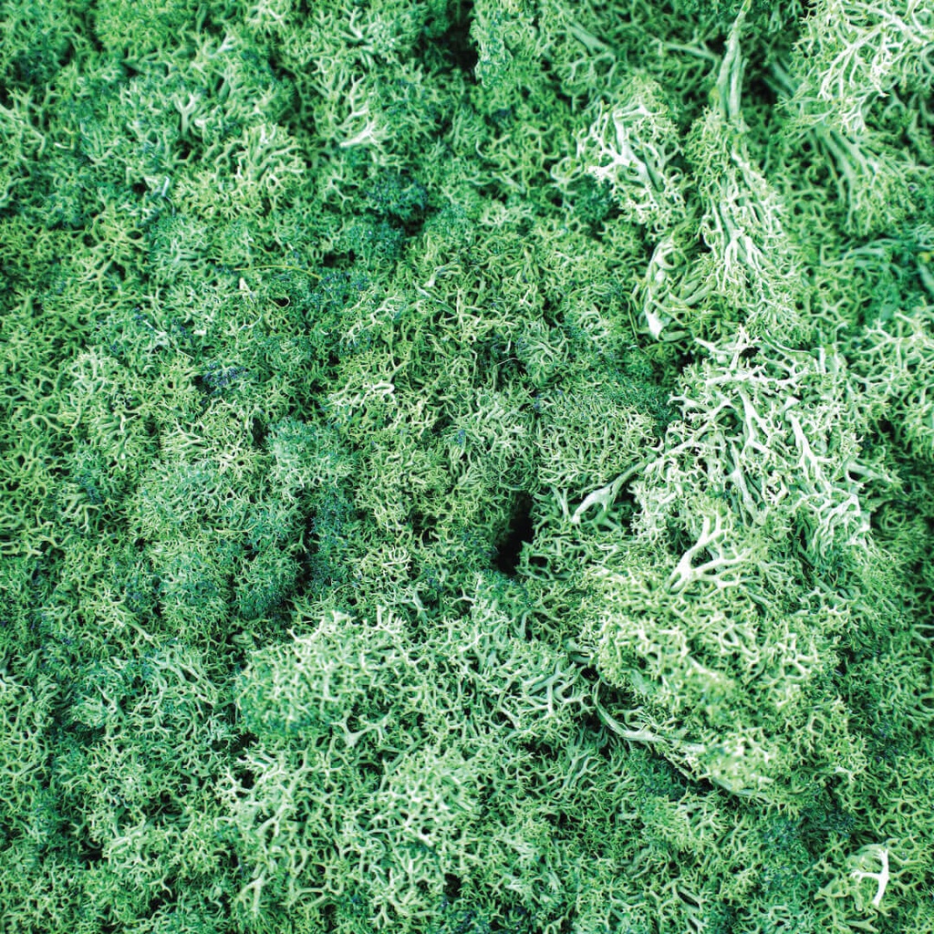 Natural Moss