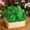 Natural Moss