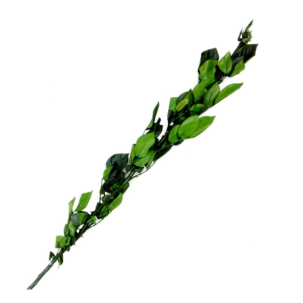 Preserve Green Stem FLW-317